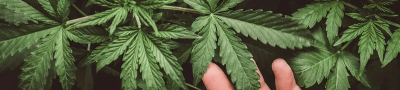 CBD for Athletes: Enhancing Performance and Recovery