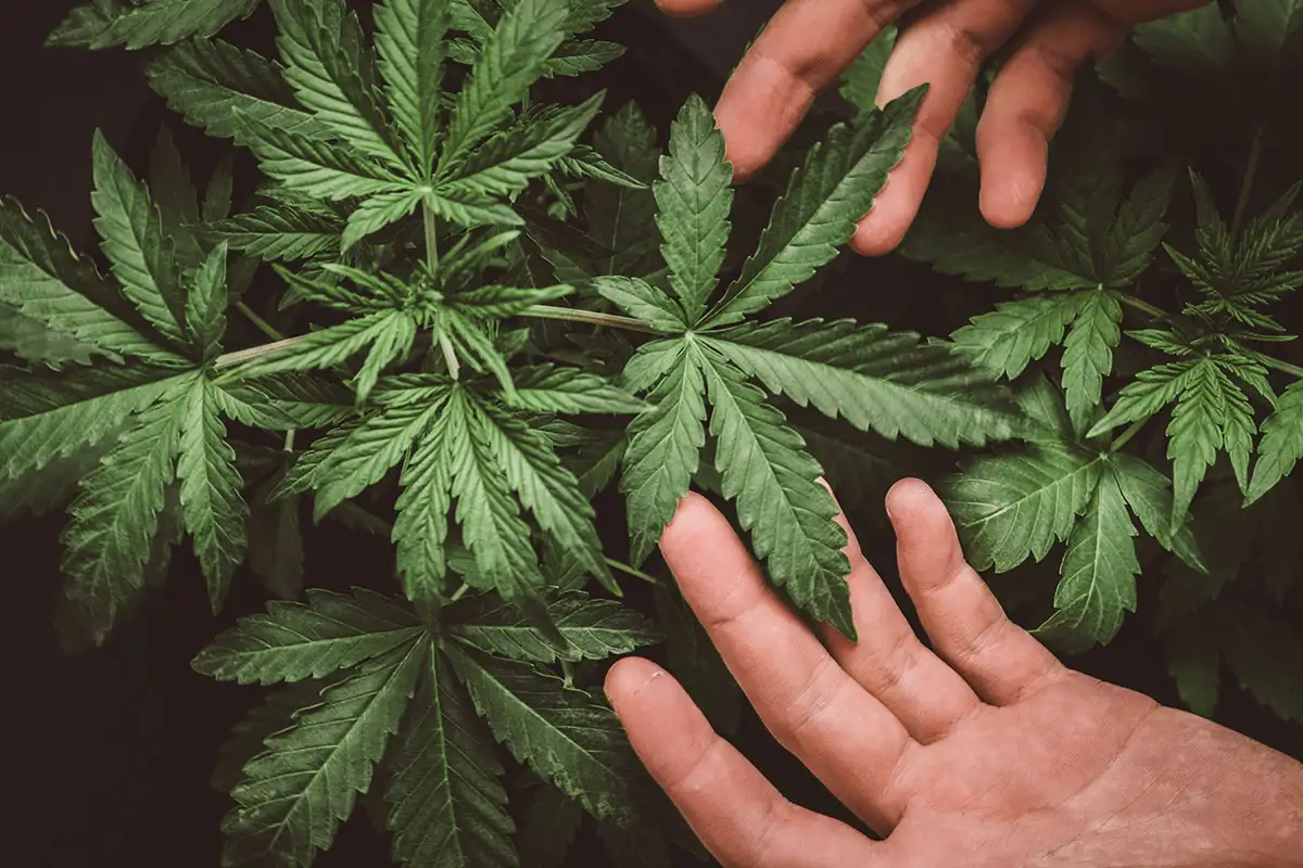 CBD for Athletes: Enhancing Performance and Recovery