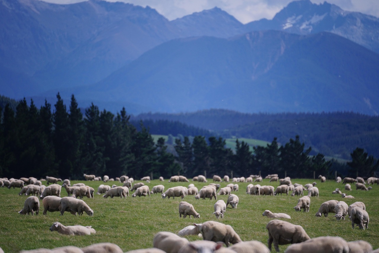 Sheep, new zealand, farm — Barcelona vs Real Valladolid: A Deep Dive into the Current Standings