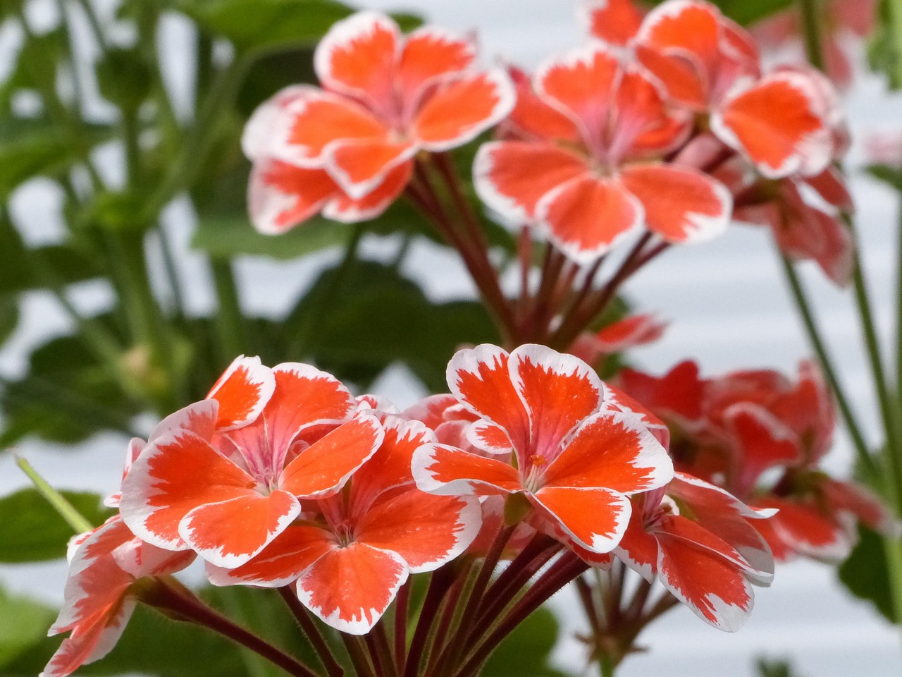 Geranium, greenhouse, nature — Expert Greenhouse Stores Advice: How to Choose the Best Greenhouse for Your Garden