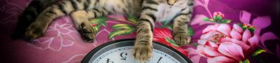 Sylvester, clock, animal — Medicare Part D Plans in 2025: Expert Tips for Selecting the Best Plan for Your Medication Needs