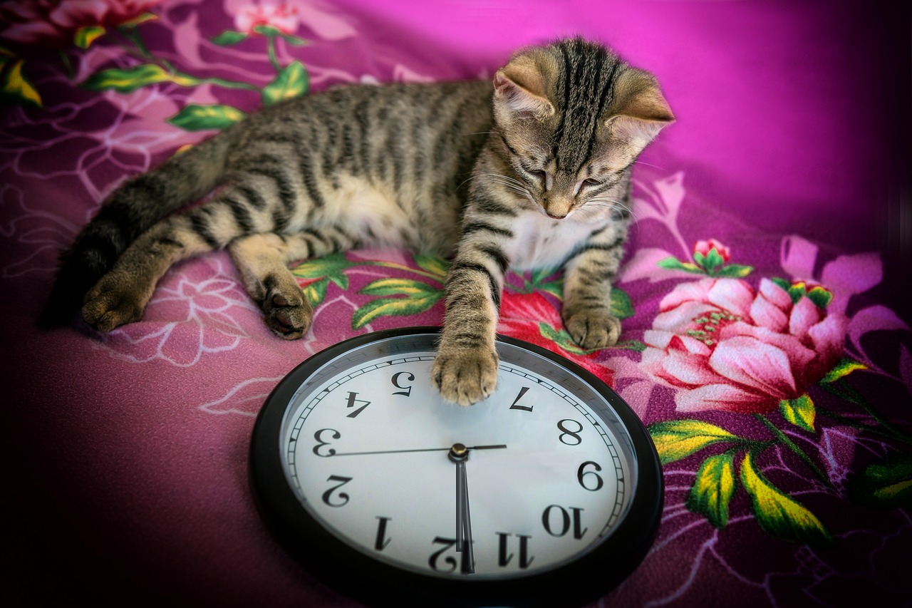 Sylvester, clock, animal — Medicare Part D Plans in 2025: Expert Tips for Selecting the Best Plan for Your Medication Needs