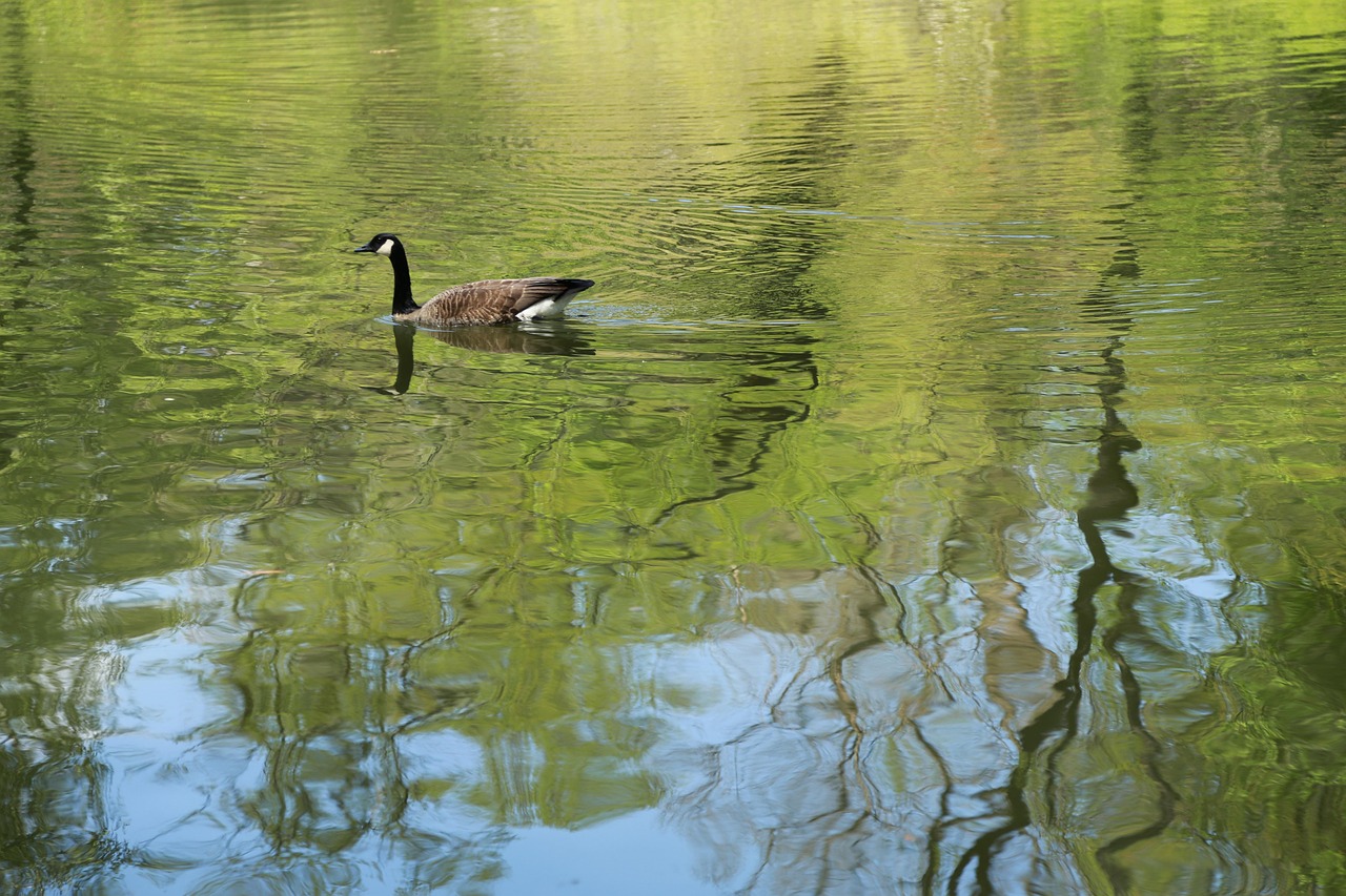 The body of water, nature, lake — Optimize Your Results with Shopify and Facebook Advertising Strategies